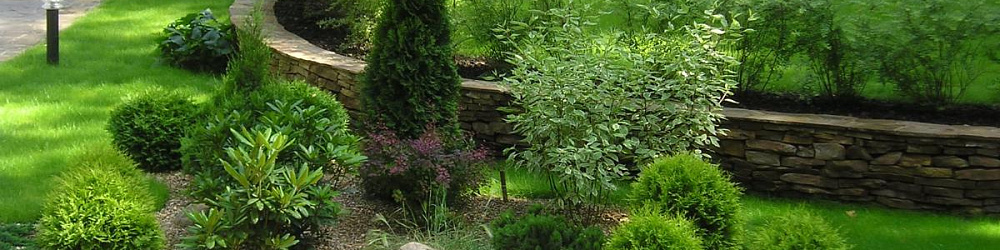 Посадка деревьев и растений